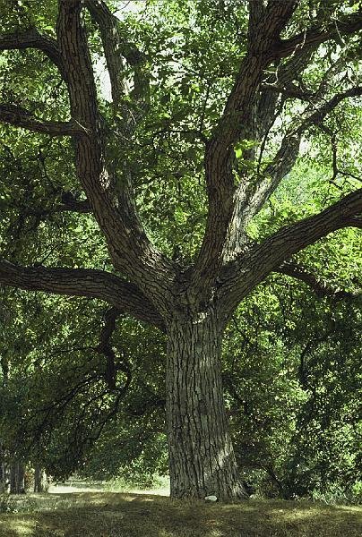 Juglans regia (2)